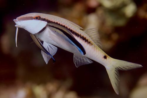 Red Sea Goatfish