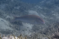 Parupeneus heptacantha