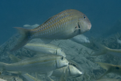 Parupeneus heptacantha