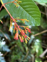Palicourea crocea