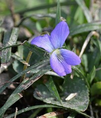 Violaceae