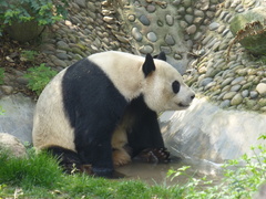 Ailuropoda melanoleuca