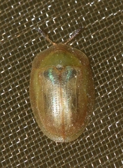 Cassida vittata