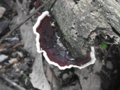 Earliella