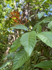 Palicourea crocea
