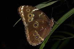 Morpho achilles