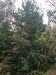 Sequoia sempervirens