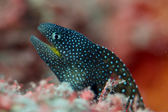 Gymnothorax nudivomer