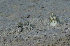 Callechelys marmorata