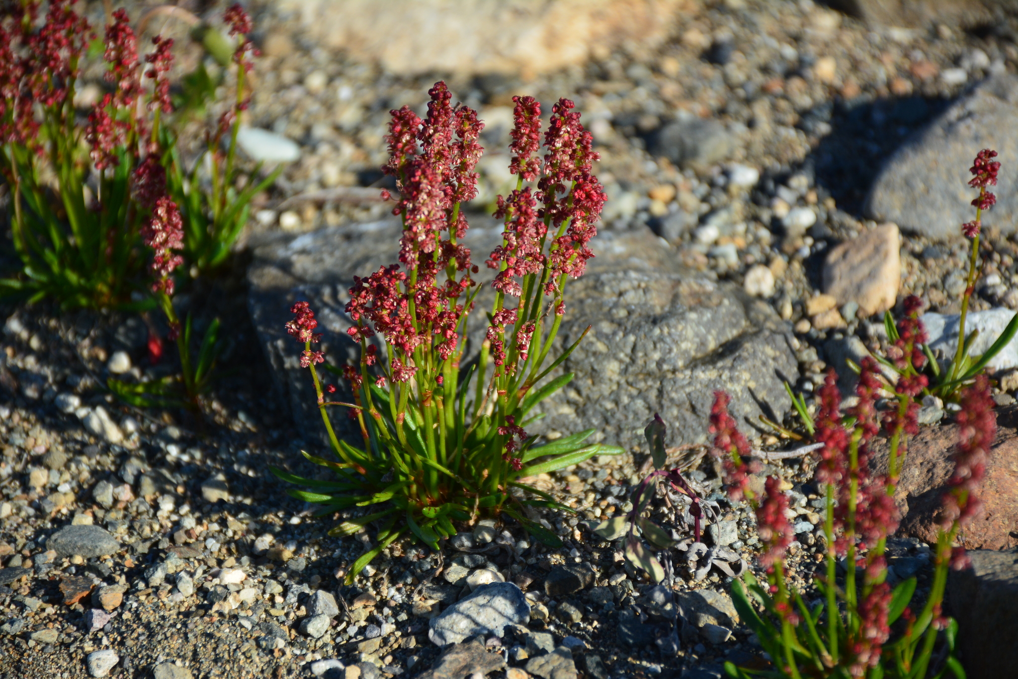 Rumex beringensis