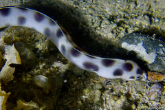 Myrichthys maculosus