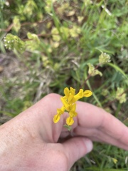 Corydalis micrantha
