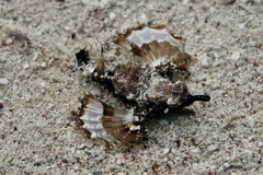 Eurypegasus draconis