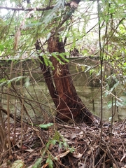 Sequoia sempervirens