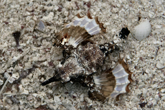 Eurypegasus draconis