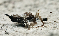 Eurypegasus draconis