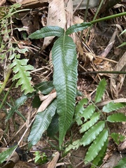 Grypothrix triphylla