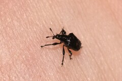 Euops tuberculatus