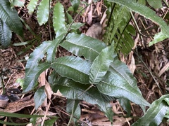 Grypothrix triphylla