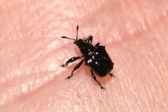 Euops tuberculatus