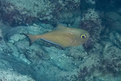 Pempheris flavicycla