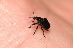 Euops tuberculatus