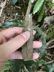 Grypothrix triphylla