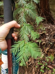 Sequoia sempervirens