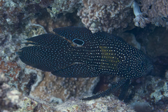 Calloplesiops altivelis