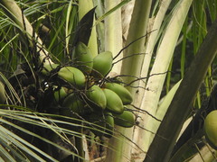 Cocos nucifera