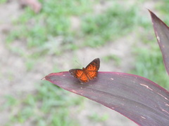 Parvospila lucianus