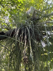 Tillandsia setacea