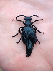 Meloe proscarabaeus