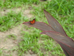 Parvospila lucianus