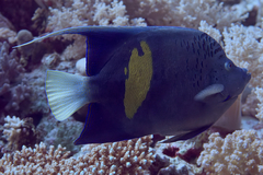 Pomacanthus maculosus