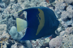 Pomacanthus maculosus