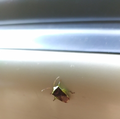 Elasmostethus interstinctus