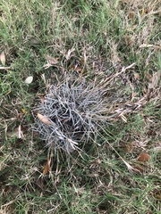 Tillandsia recurvata