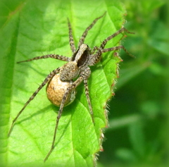 Pardosa lugubris