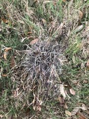 Tillandsia recurvata