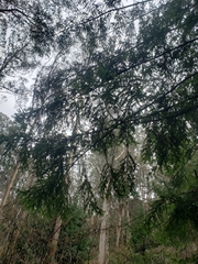 Sequoia sempervirens