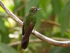 Boissonneaua flavescens