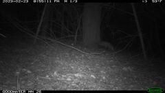 Didelphis virginiana