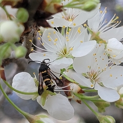 Synanthedon decipiens