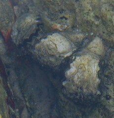 Saccostrea glomerata