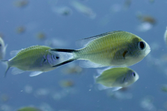 Chromis flavaxilla