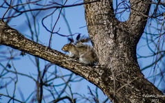 Sciurus alleni