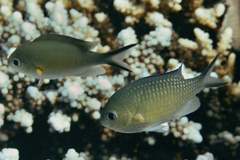 Chromis flavaxilla