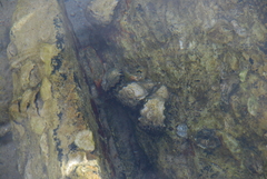 Saccostrea glomerata