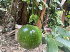 Passiflora edulis